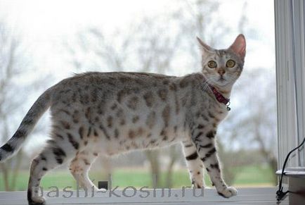 Bengáli macska (Bengáli) - fotók, cica, ár, vásárlás, minden a macskák