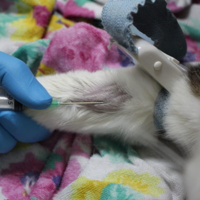 Beteg máj egy macska tüneteket okoz, kezelés, 10 fényképek, videók