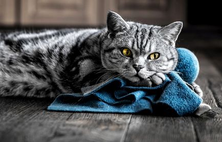 Brit macska ápolás és karbantartás