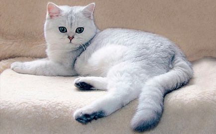 Brit Fold macska fajta fotó és leírás