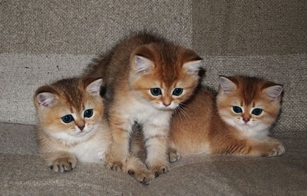 Brit Fold macska fajta fotó és leírás
