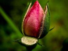 Rosebuds - leírás képekkel; tea rózsa bimbó