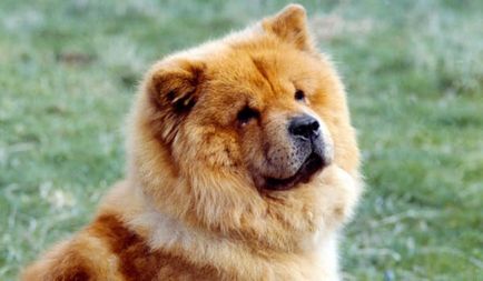 Chow Chow leírása természetét és jellemzőit kőzetek (rock) Chow Chow jellegének leírása és a fajta jellemzői