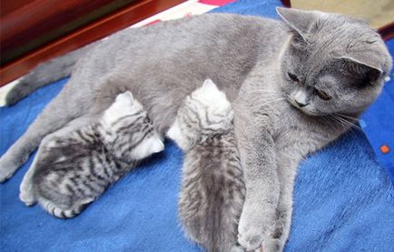 Mi a takarmány egy cica és egy felnőtt macskaeledel típus kiválasztása