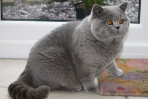Mi a takarmány egy brit macska minden nap, és milyen ételeket választani