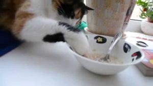 Mi a takarmány egy brit macska minden nap, és milyen ételeket választani
