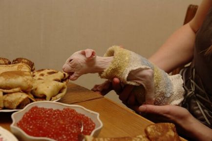 A takarmány Szfinx (Sphinx) Mi a takarmány egy Szfinx