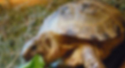 A takarmány teknősök - home teknős
