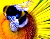 A méhek