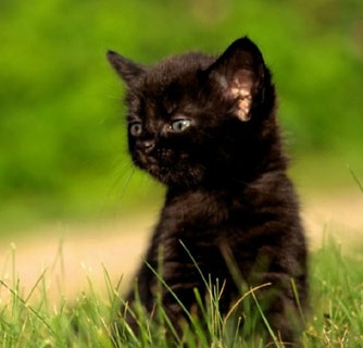 Fekete macska szól okrase