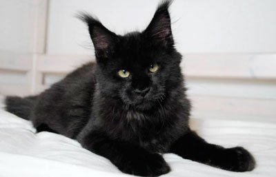 Fekete macska fajták