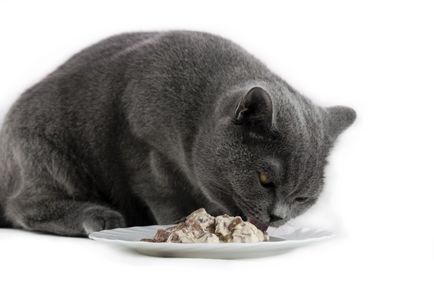 Hogy evés brit macska - táplálkozási szokásait