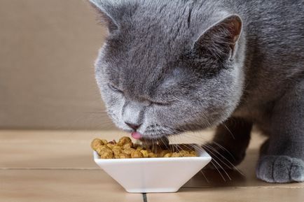Hogy evés brit macska - táplálkozási szokásait