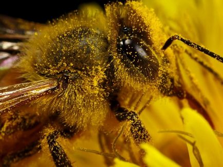 Imádják a méhek és a takarmány-képek és videó etetés méhcsaládok