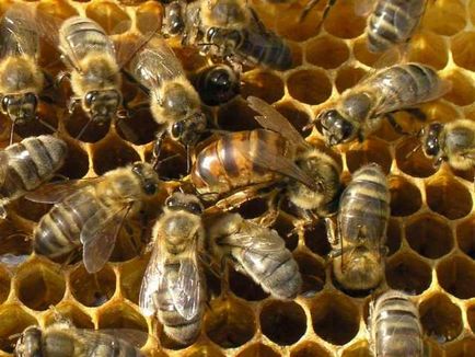 Imádják a méhek és a takarmány-képek és videó etetés méhcsaládok