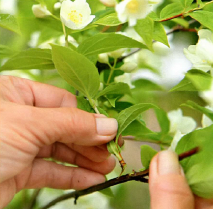 Chubushnik ültetés és gondozás - ha a növény és a transzplantáció, készül a téli szaporodnak