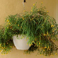 Tsiperus, megfelelő ellátást egy pálmafa otthon, és megosztani a titkot tenyésztés