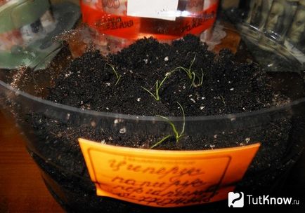Tsiperus ellátás és a reprodukció az otthoni