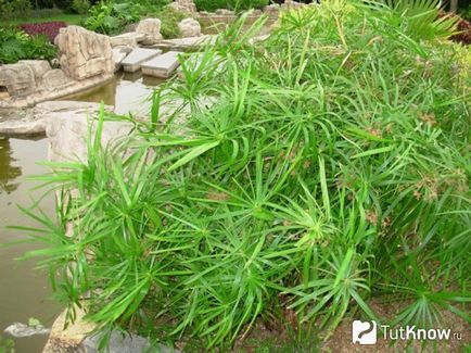 Tsiperus ellátás és a reprodukció az otthoni
