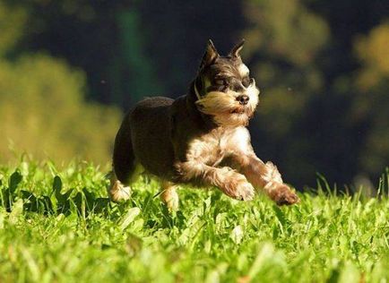 Törpe schnauzer kutya fotó, ár, fajta leírás, karakter, videó