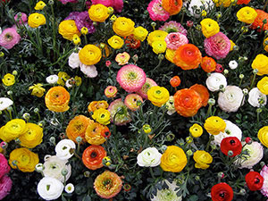 Virág boglárka - ültetés és gondozás, boglárka fotó, nő a kertben; kert boglárka vagy ázsiai - ha