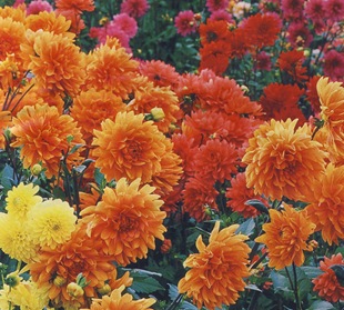 Virág dália (Dahlia Vásárlás mag) virág dália