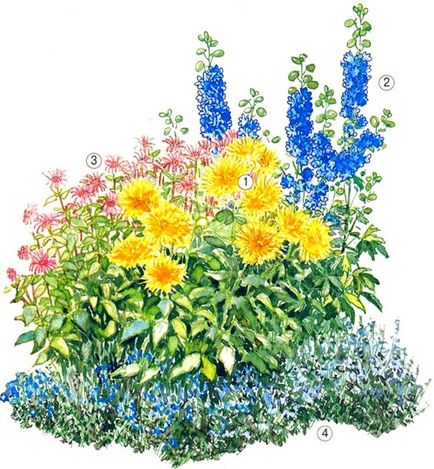 Virág dália (Dahlia Vásárlás mag) virág dália