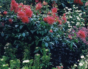 Virág dália (Dahlia) virág dália