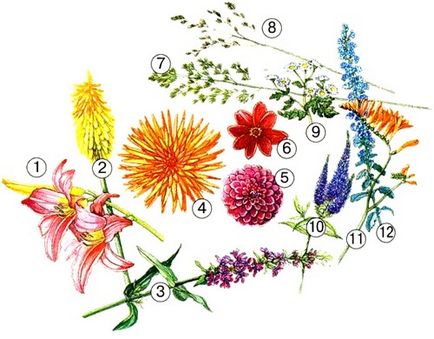 Virág dália (Dahlia Vásárlás mag) virág dália