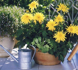 Virág dália (Dahlia) virág dália