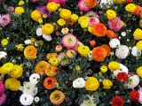 Virág csuporka - ellátás az otthoni csuporka magvak, ültetés és tenyésztési csuporka;