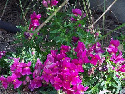 Snapdragon virág - ültetés és gondozás, fotók snapdragons, növekvő snapdragons magról;