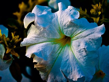 Petunia virág - Vetőmagtermesztés, petúnia fotó, gondozás és ültető, petúnia virágzás után