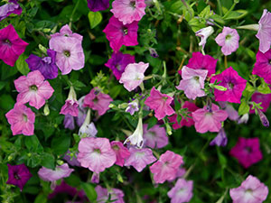 Petunia virág - Vetőmagtermesztés, petúnia fotó, gondozás és ültető, petúnia virágzás után