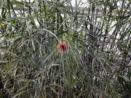Virág tsiperus - ápolási otthon átadása és reprodukciós tsiperusa; otthon tsiperus megszárad
