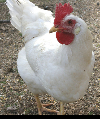Csirkék, farm otthon