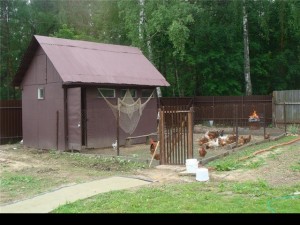 Csirkék, farm otthon
