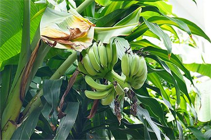 Házi banán - hogyan növekszik