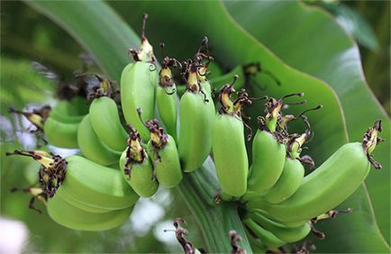Házi banán - hogyan növekszik