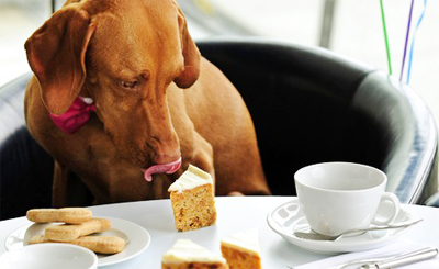 Házi ételek kutyák számára, és hol nem - a szeretet háziállat