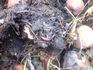 Földigiliszták - típusok, szerkezet, és szerepüket a természet és vermiculture, otthon farm