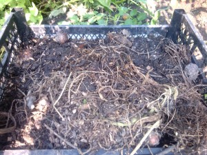 Földigiliszták - típusok, szerkezet, és szerepüket a természet és vermiculture, otthon farm (épület) Földigiliszták - típusok, szerkezet, és szerepüket a természet és vermiculture, otthon farm