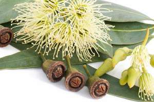 Az eukaliptusz illóolaj használatát, hasznos tulajdonságok, ár