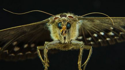 Ha az elején a szőrzet egy féreg, hogy van - lepke, amelyik megeszi