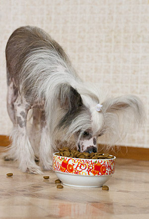 Ha a kutya nem eszik - étvágytalanság, a kutya -, ha a kutya nem eszik száraz élelmiszer