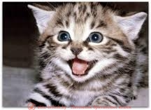 Ha a macska fogai kihullanak, és esik, mint a fogak egy cica