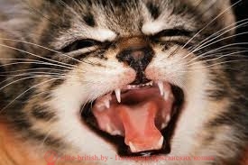 Ha a macska fogai kihullanak, és esik, mint a fogak egy cica