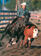 Van egy megbízható ló Cowboy - képviseli a fajtát - a lovas világ