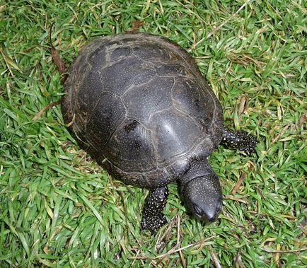 Európai mocsári teknős - olyan lassan