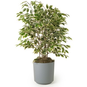 Ficus benjamina termesztés és karbantartás, példaértékű kastély